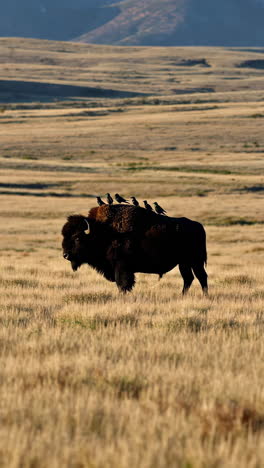 bison with birds on its back in a golden prairie