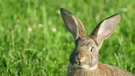 A rabbit in a green field