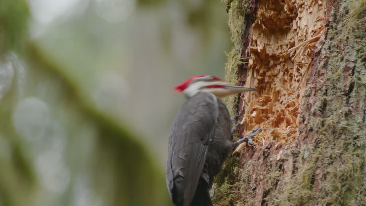 pájaro carpintero cortando un árbol, muy de cerca