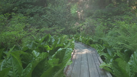 sendero de madera rodeado de repollo salvaje en la reserva de investigación estuarina nacional de south slough en coos bay, oregón