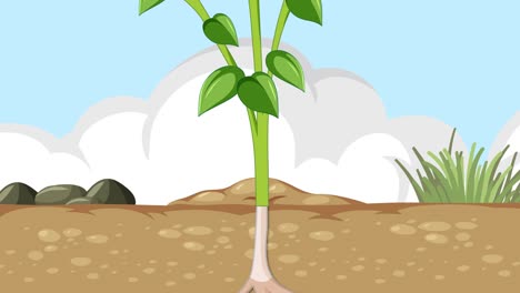 depicts stages of plant growth over time