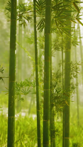 lush bamboo trees in forest vertical