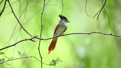 Indian-paradise-flycatcher-female-bird-in-forest