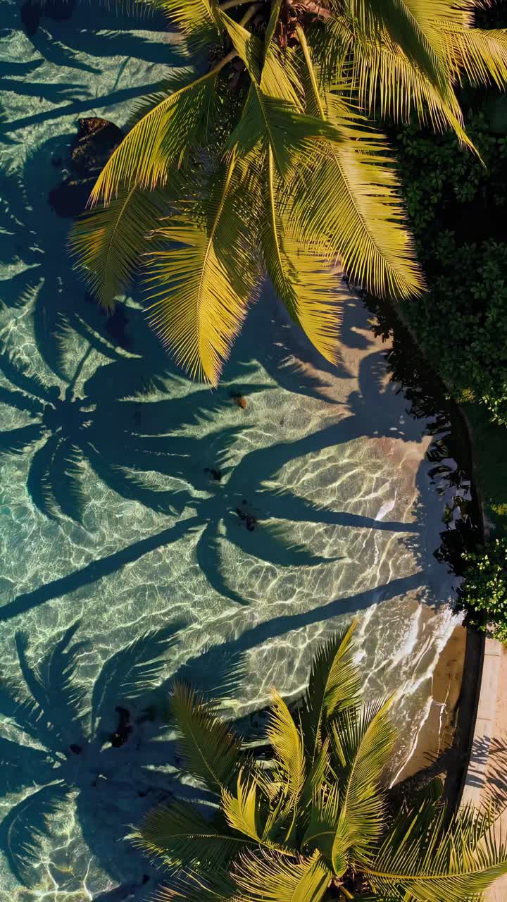 Video de vista aérea que capta palmeras tropicales proyectando sombras sobre una piscina clara e iluminada por el sol.