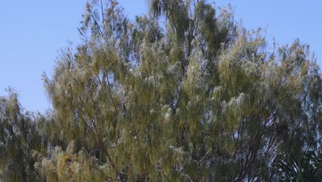 trees swaying gently in the breeze