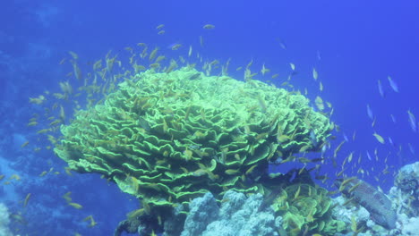 corals in the reef of the red sea