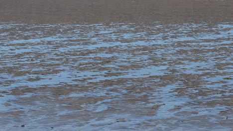 Abstract-look-as-the-camera-slowly-pans-up-from-shoreline-to-water-no-horizon-or-wildlife-just-sand-and-water