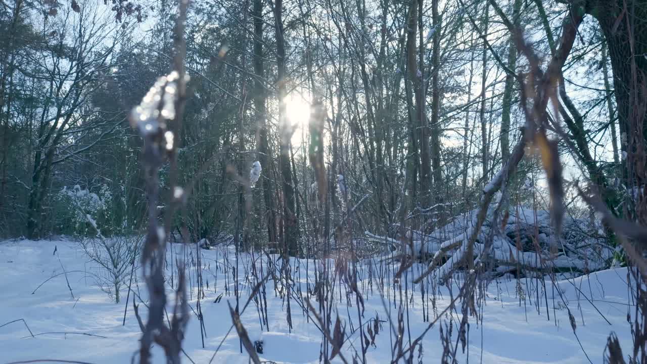 Vinter Skogscene