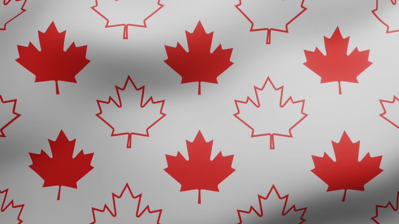 Canadian red maple leaves on a white background. Waving geometric seamless loop motion graphic