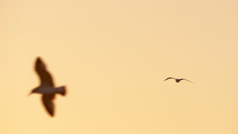 Seagull-sailing-in-evening-sky