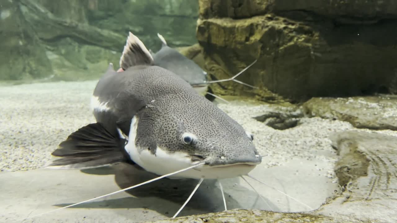 얼굴이 가까운 큰 물고기