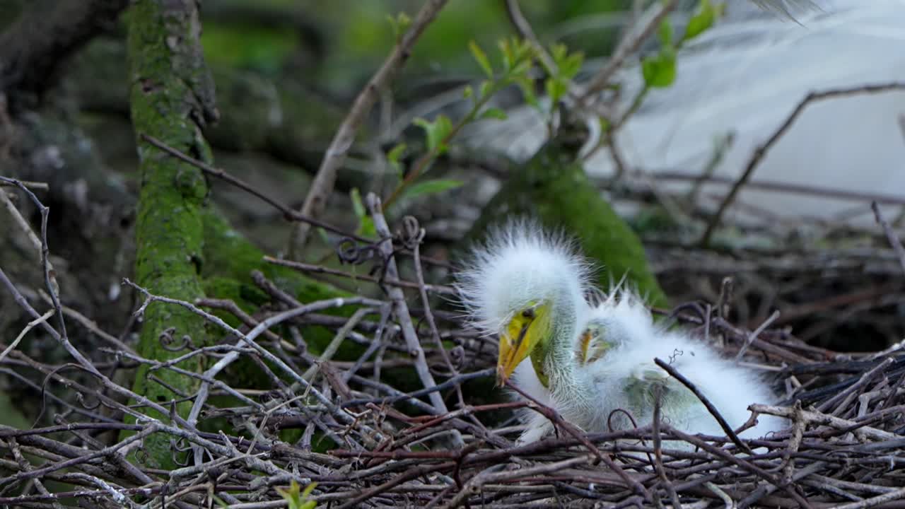 A great egret and its three baby chick