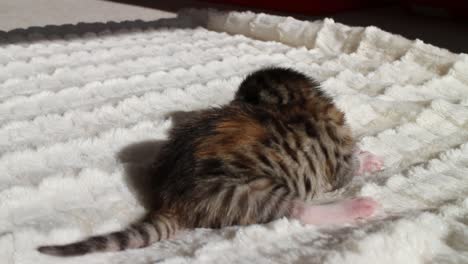 spotted newborn bengal kitten on a blanket