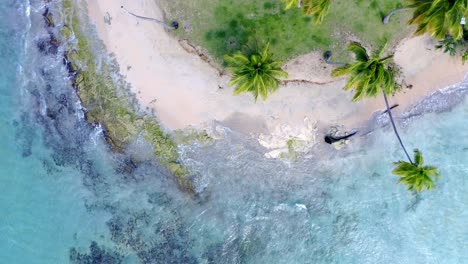 Vista-Aérea-De-Arriba-Hacia-Abajo-De-La-Playa-Tropical-De-Arena-Blanca-Con-Palmeras,-Caribe