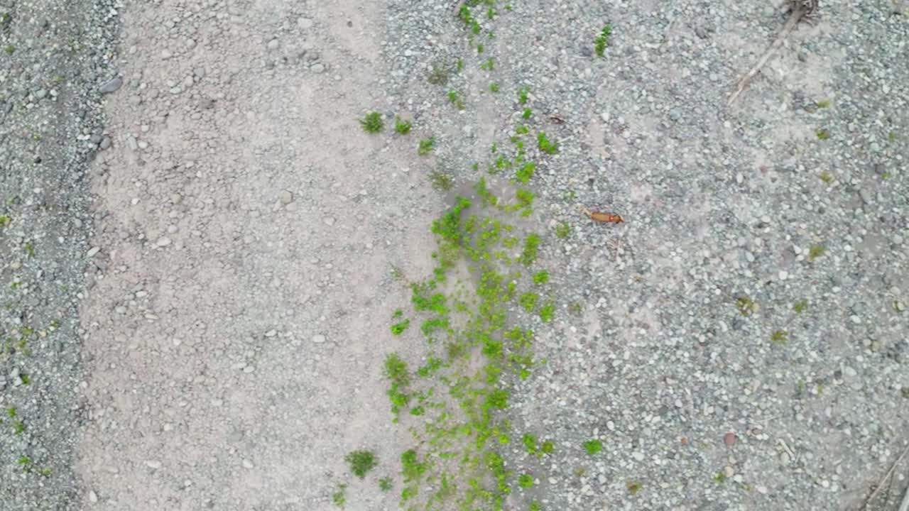 숲에서 강 근처 바위 땅을 가로질러 실행 골든 리트리버의 상위 뷰