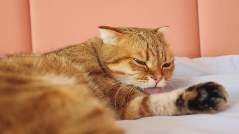 orange tabby scottish fold cat grooming on a light blue bed