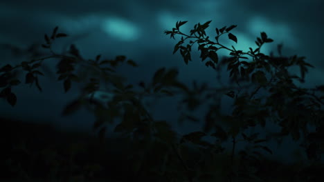 silhouette of leaves and small branches of a bush. shallow depth of field