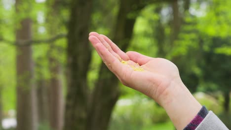 Kleine-Gelbe-Sperlingsvögel-Landen-Auf-Der-Offenen-Handfläche-Einer-Kaukasischen-Frau,-Die-Samen-Isst