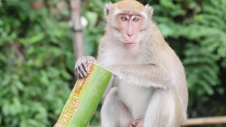 A curious macaque monkey sits holding a green bamboo stalk against a lush forest background