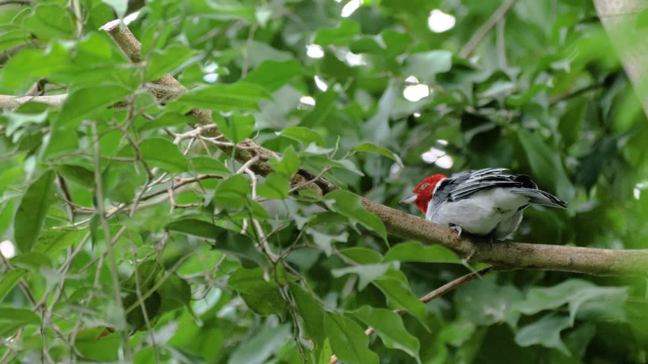 снимок крупным планом красногрудого кардинала, играющего на ветке