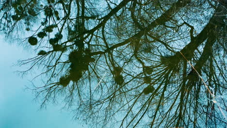 reflective tree branches over water