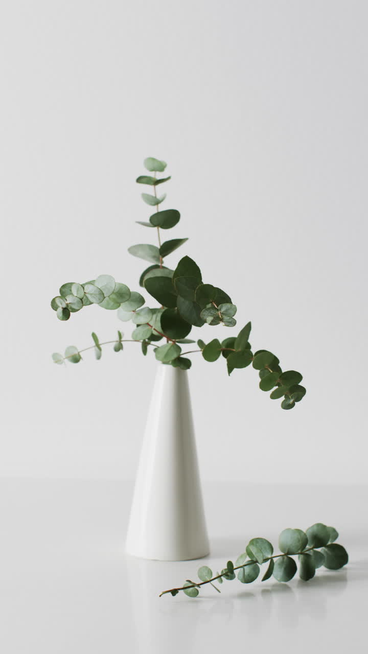 Vertical video of twigs with green leaves in white vase with copy space on white background