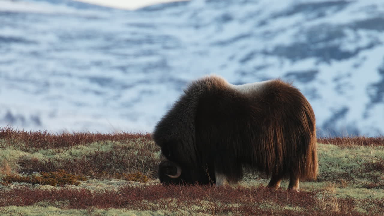 Side view of single musk oxen bull grazing on winter Dovrefjell mountain