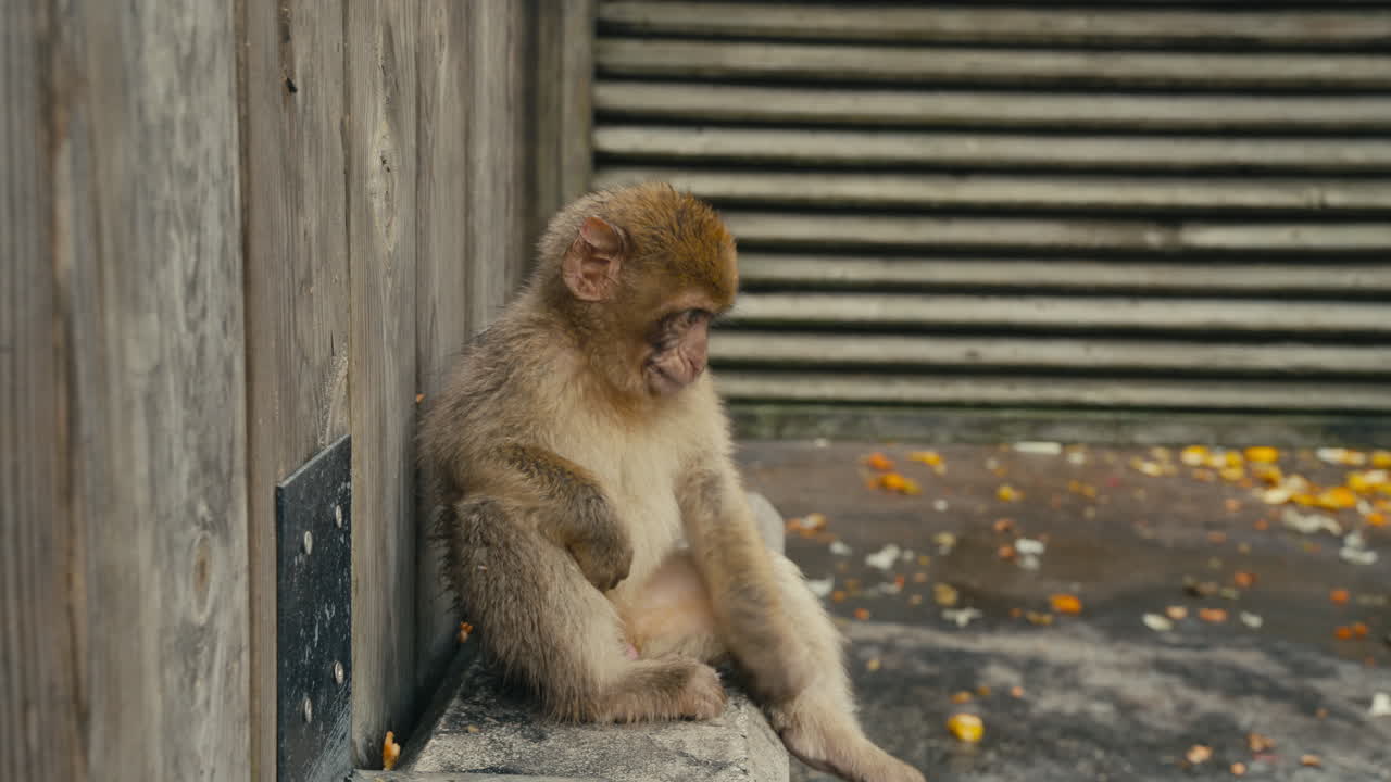Young Barbary macaque monkey resting against a wooden wall on the Rock of Gibraltar with scattered food pieces and soft natural light