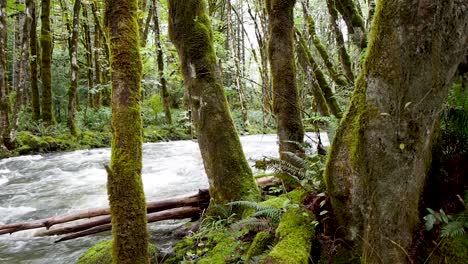 river in the rain forest