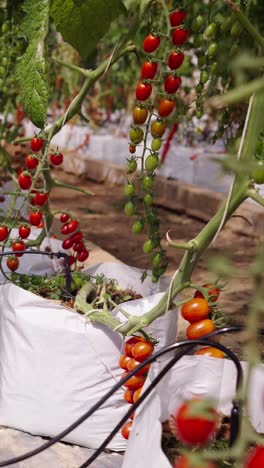 tomatoes growing in a greenhouse