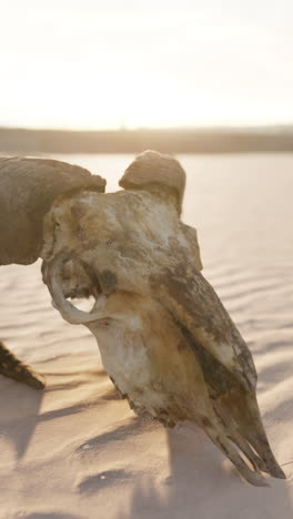 cow skull in the desert