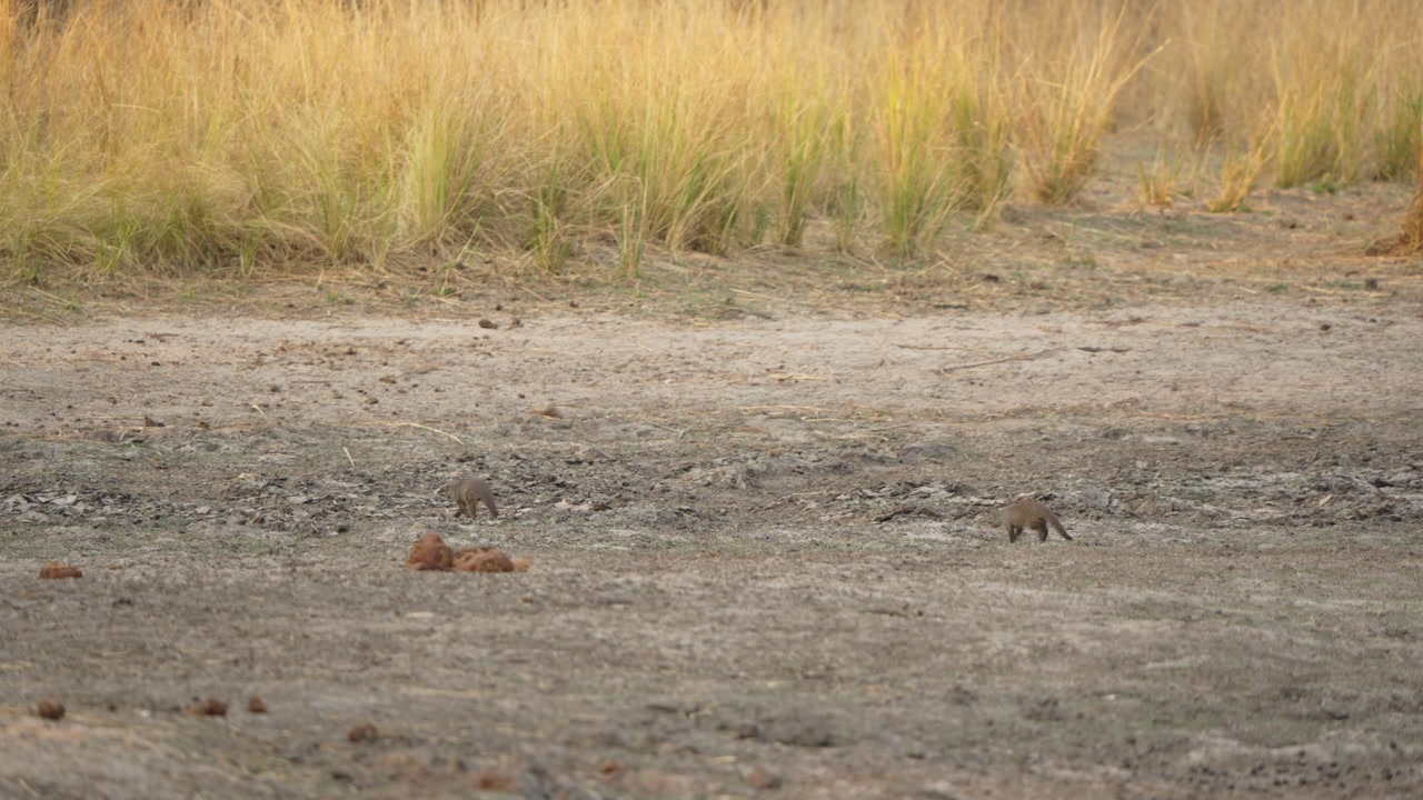 Banded mongooses walk toward dry grass in Kruger National Park, South Africa, crossing dusty ground in warm golden light; natural wildlife behavior in African savanna habitat.