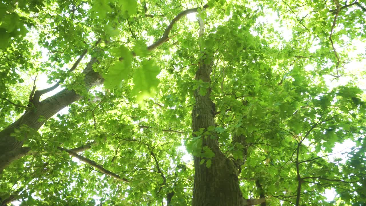 Sun peaking through dense green forest, medium truck up shot