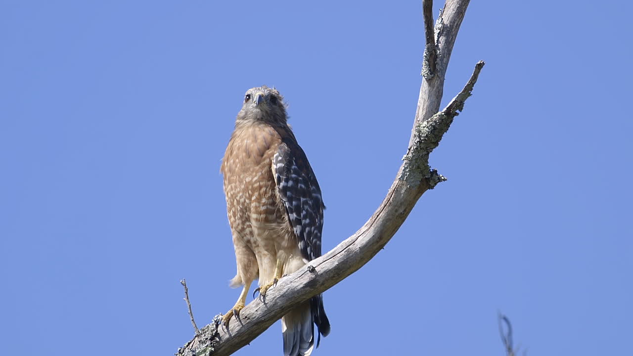 halcón de hombros rojos posado en una rama