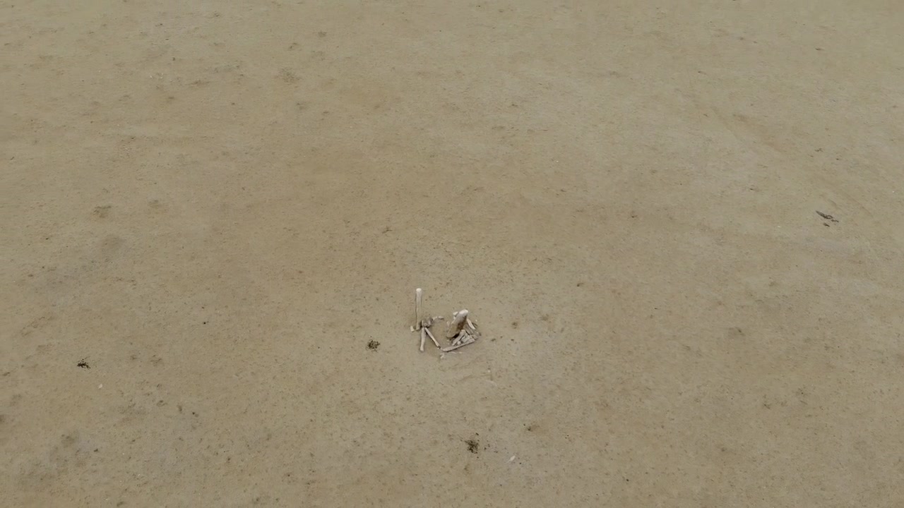 Aerial View of Animal Skeleton in Vast Desert Landscape