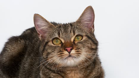 gato doméstico tabby marrón sobre fondo blanco, en tiempo real 4k