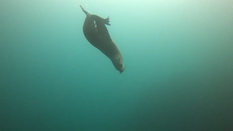 one of the fastest animals in the ocean