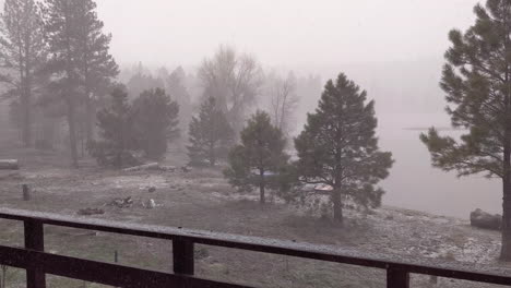 Snow-Falls-on-Trees-on-a-Foggy-Winter-Day