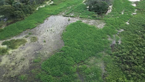 Aerial-over-the-wetlands-of-Pantanal,-State-of-Mato-Grosso,-Brazil