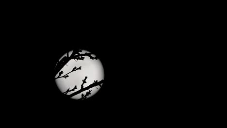 full moon behind the branches of a tree, scary night footage