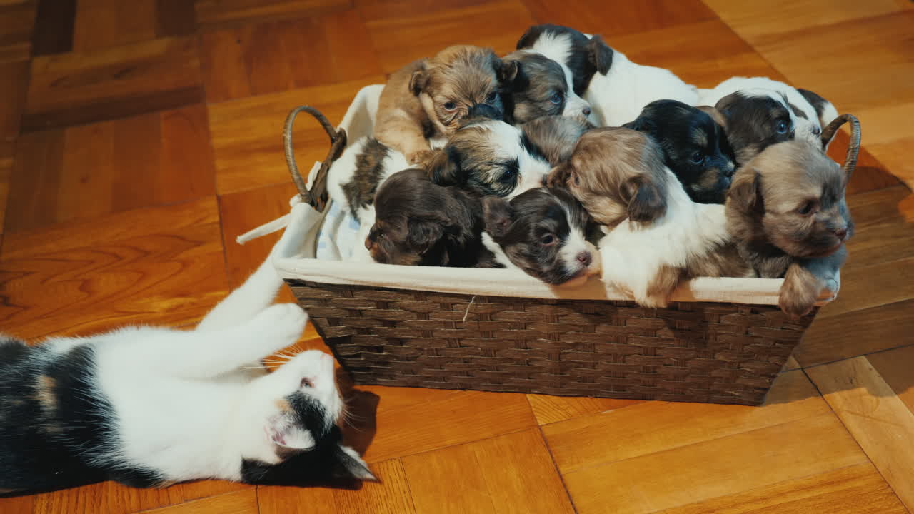 una caja de lindos cachorritos en el suelo