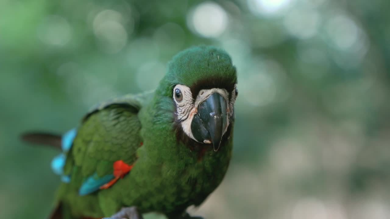 bebé rey retrato de loro verde en un parque tropical