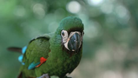 baby king green parrot portrait on a tropical park