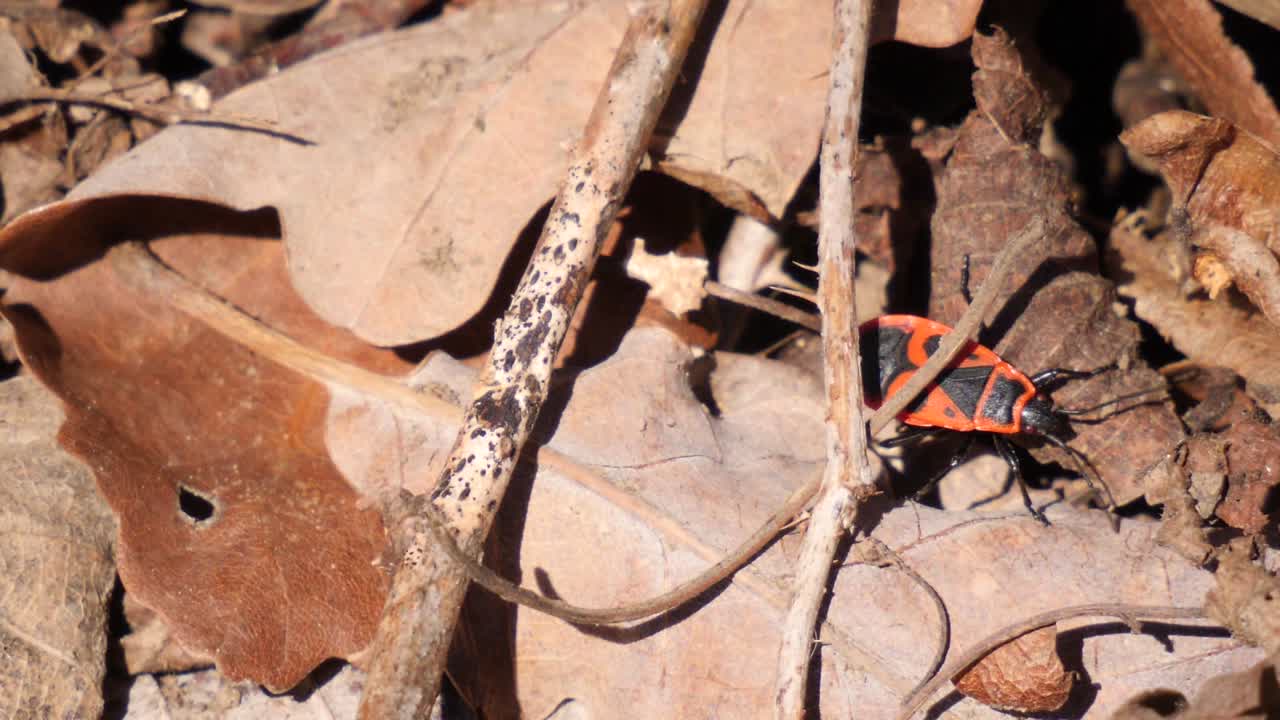 갈색 잎과 나뭇가지에 기어다니고 숨어 있는 붉은 불벌레의 클로즈업 샷