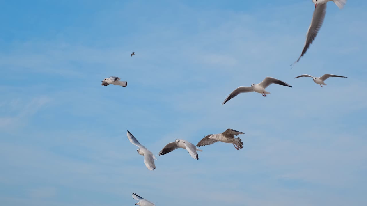 Gulls in Flight