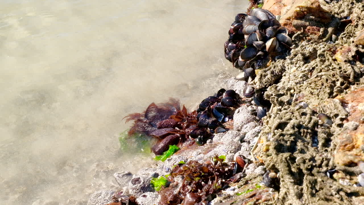 Mussels and Seaweed on Rocky Coast
