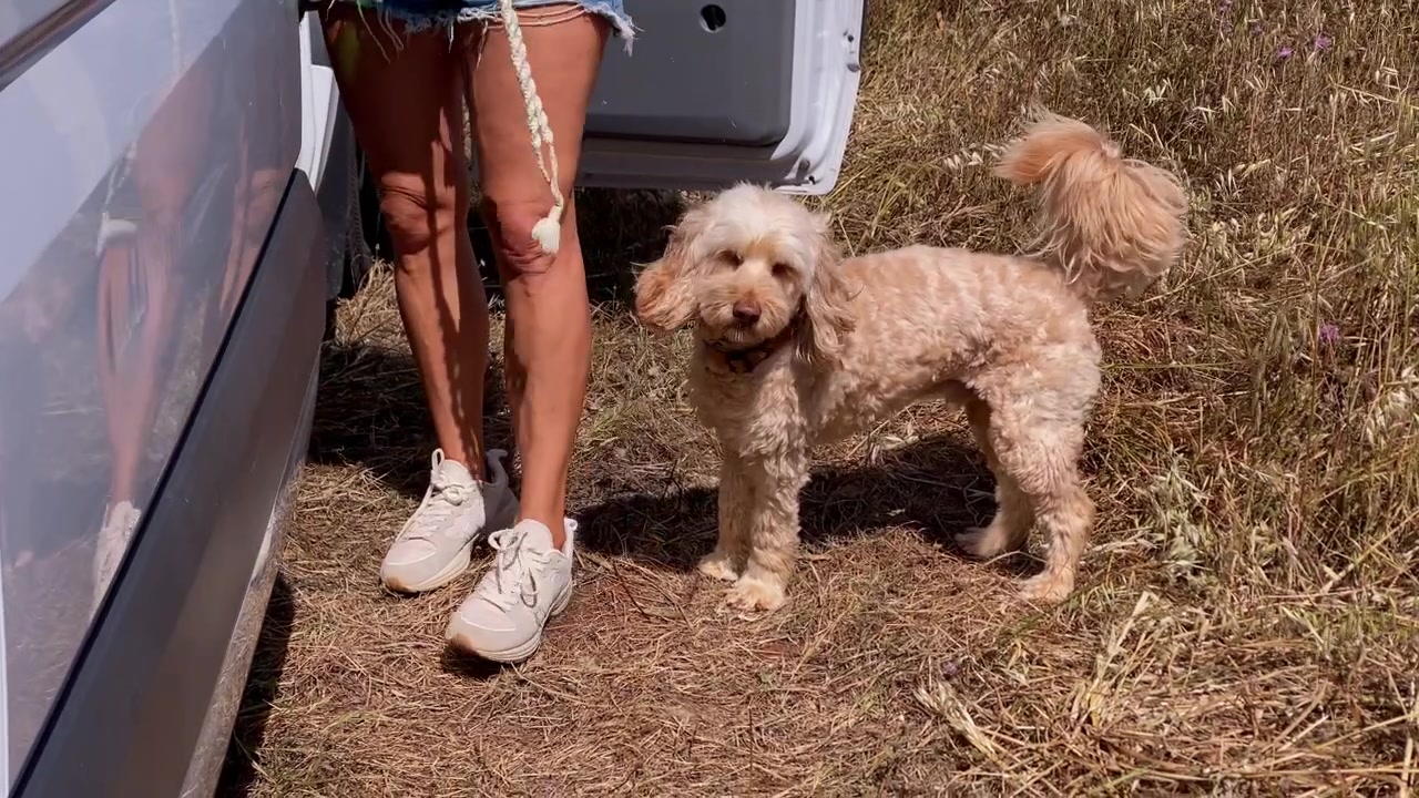 Un simpatico cane soffice saluta il proprietario che esce da un furgone bianco, in piedi sull'erba secca in una giornata di sole all'aperto