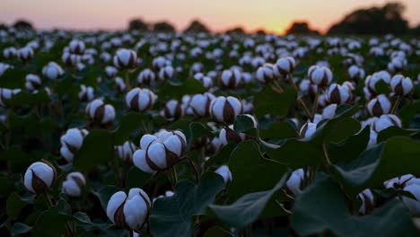 cotton field at sunset