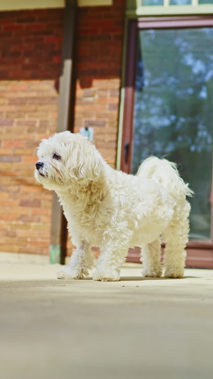 Un incrocio tra Bichon Frise e Shih Tzu in piedi su un patio esterno vicino a una casa in una giornata di sole.