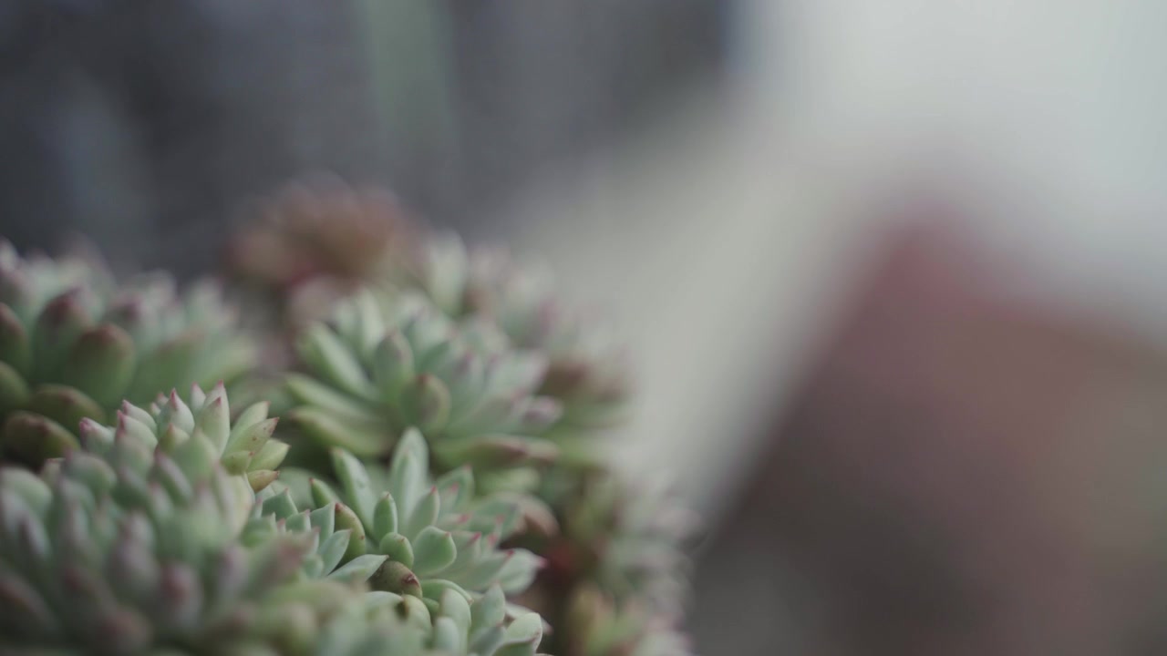 C'è un albero succulento nel giardino.